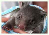 Pouch Rescue