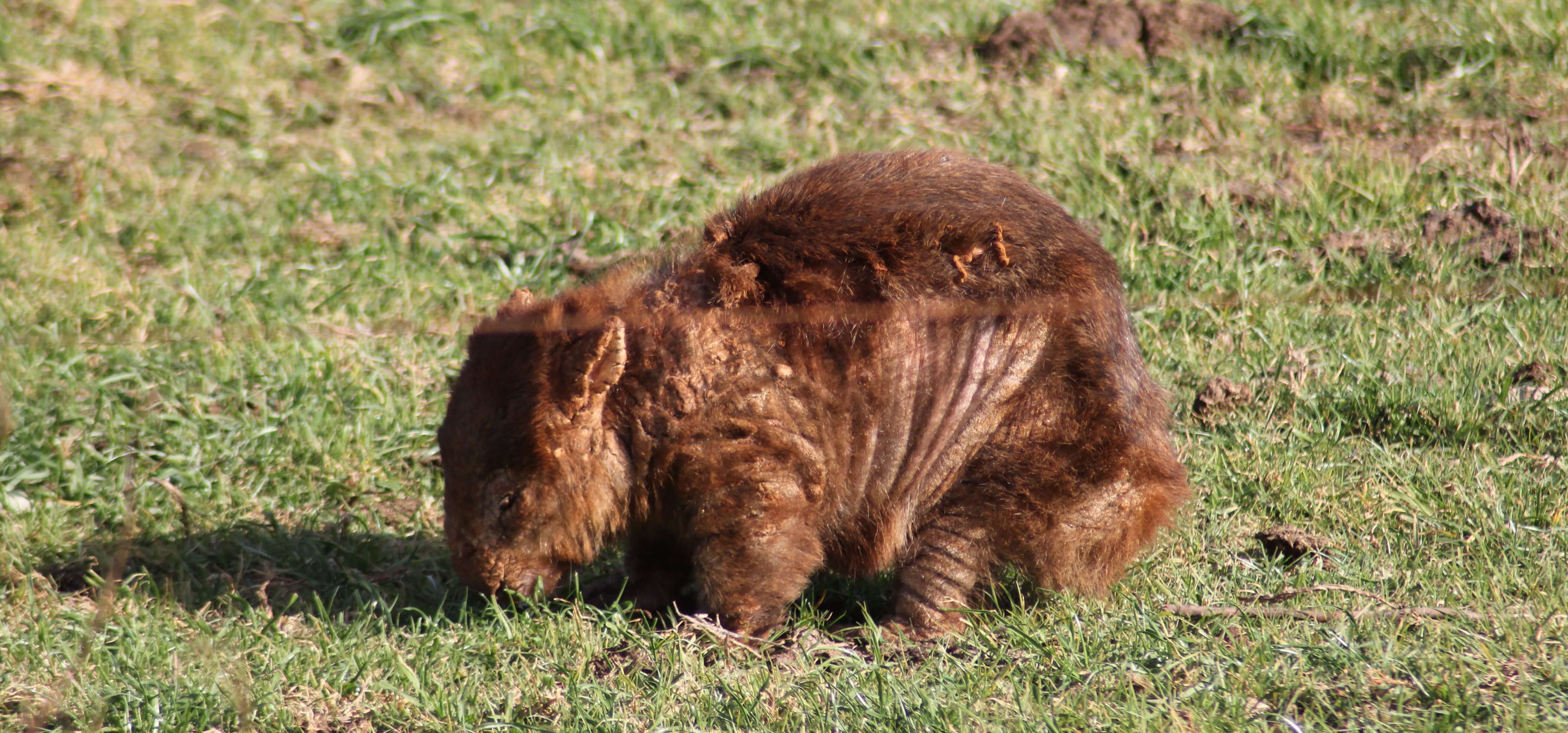 18 months on - the fight to protect wombats from Mange grows
