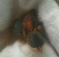 Mystery chick