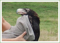 Wedge-tailed eagle rescue and release