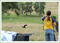 Wedge-tailed eagle rescue and release