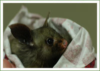 Yellow-bellied Glider