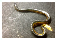 Yellow-bellied Sea Snake rescue
