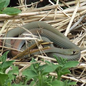 Wildlife and Pool Safety