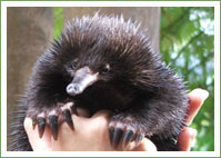 Postie rescues young echidna