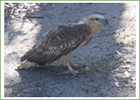 White-bellied Sea-Eagle rescued and released