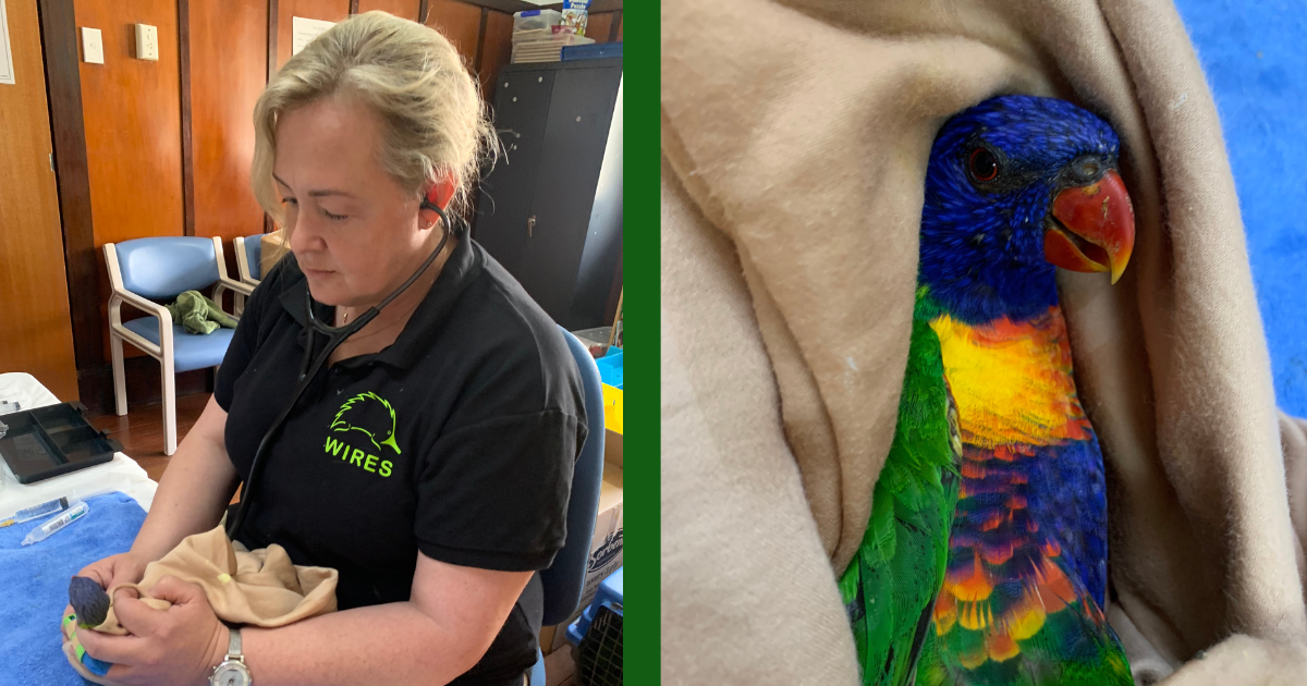 WIRES launches Emergency Response to assist massive numbers of LPS affected Rainbow Lorikeets 