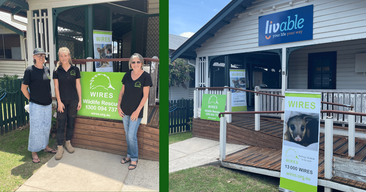 WIRES launches Emergency Response to assist massive numbers of LPS affected Rainbow Lorikeets 