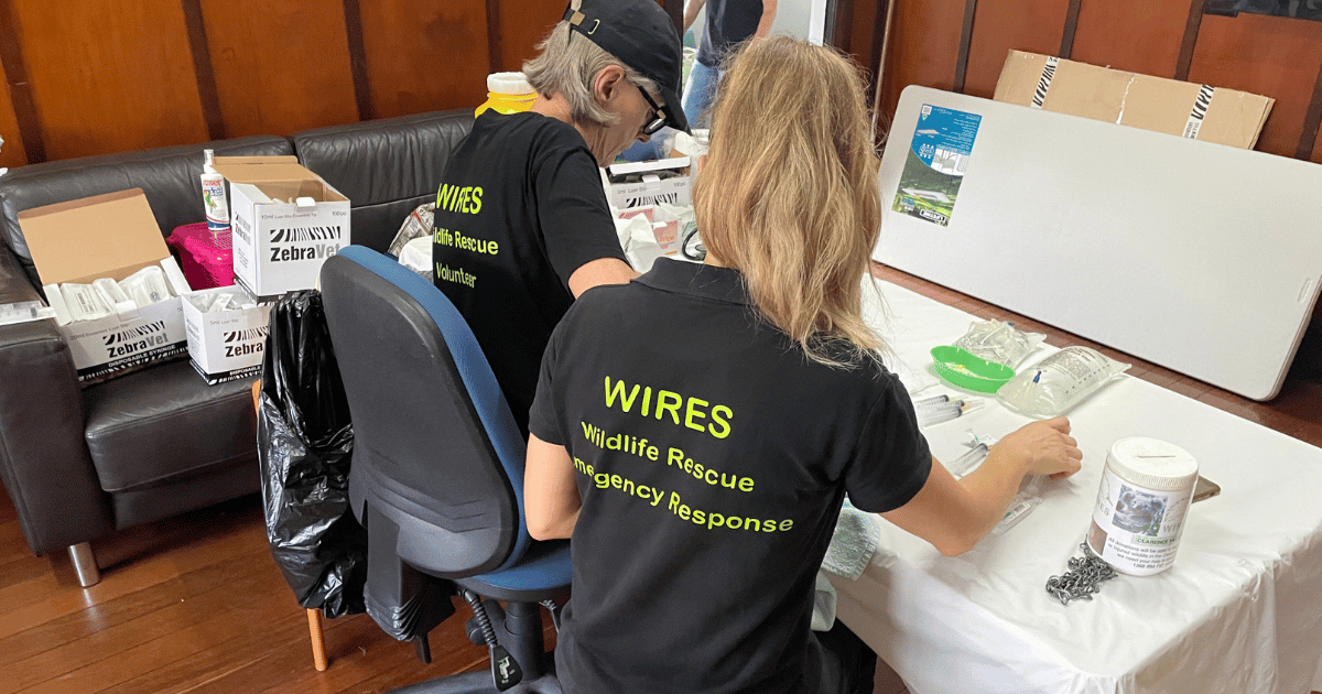 WIRES launches Emergency Response to assist massive numbers of LPS affected Rainbow Lorikeets 