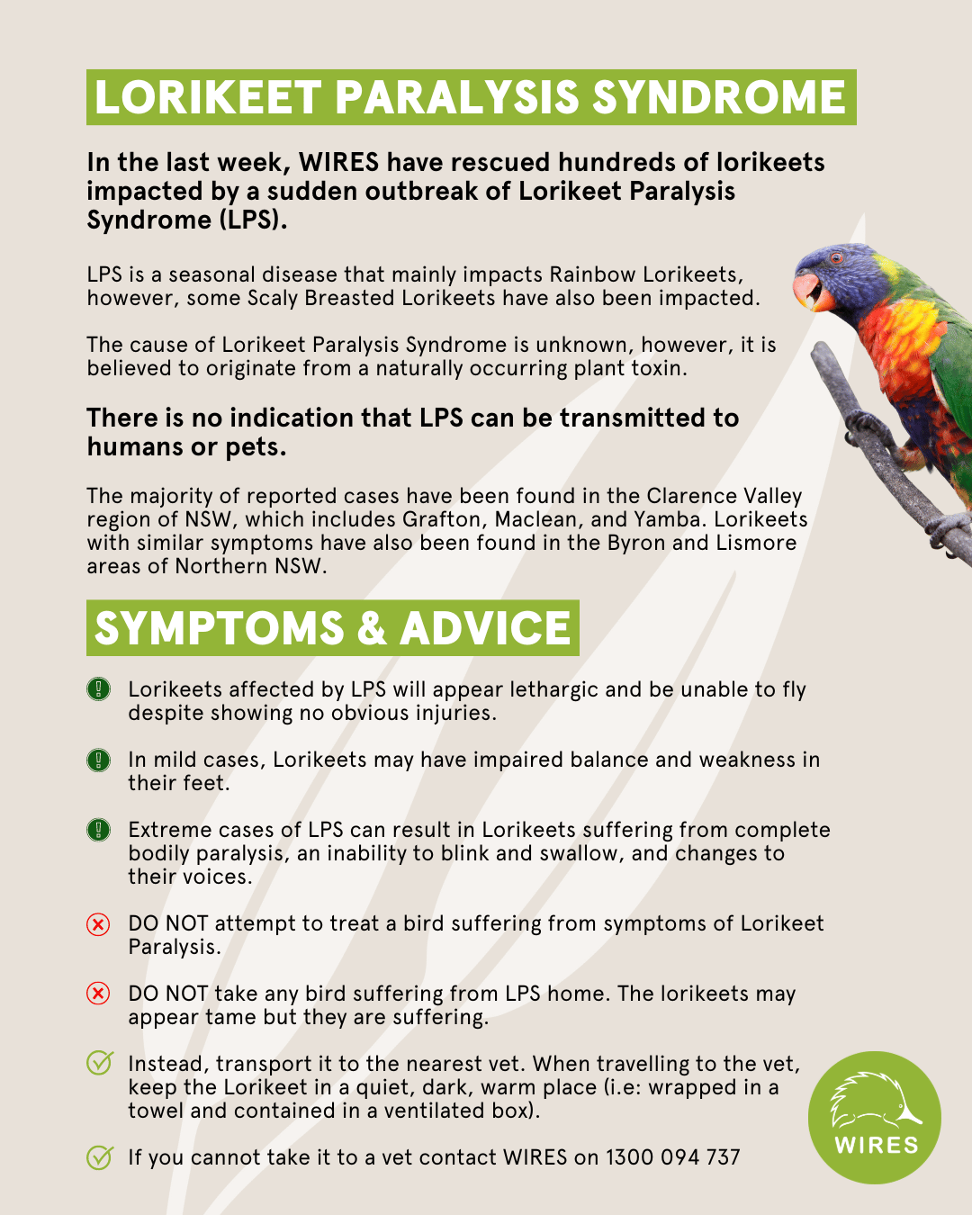 WIRES launches Emergency Response to assist massive numbers of LPS affected Rainbow Lorikeets 