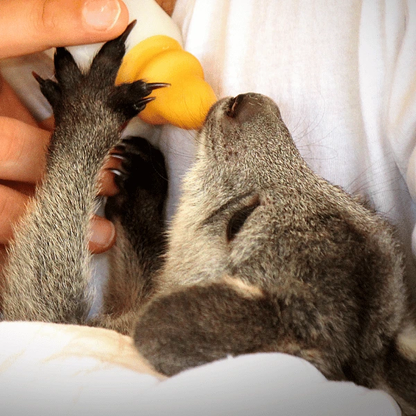 Woolworths and WIRES