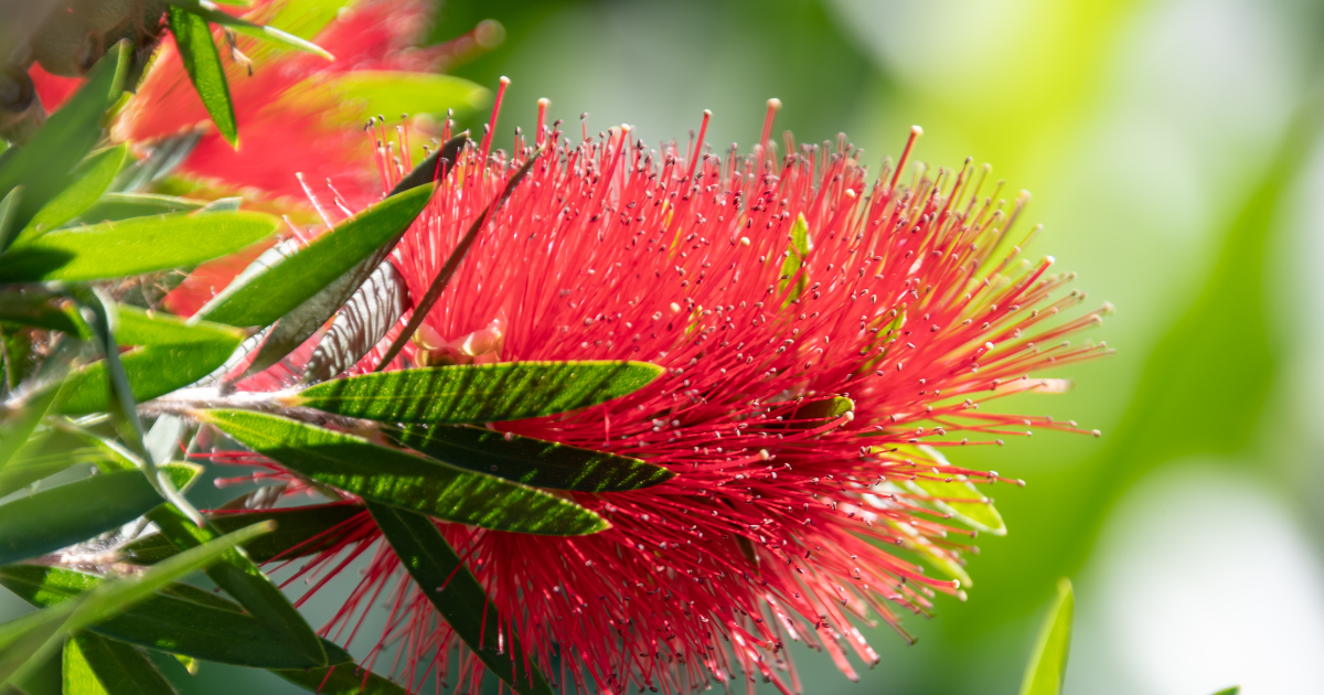 Council Planting Projects