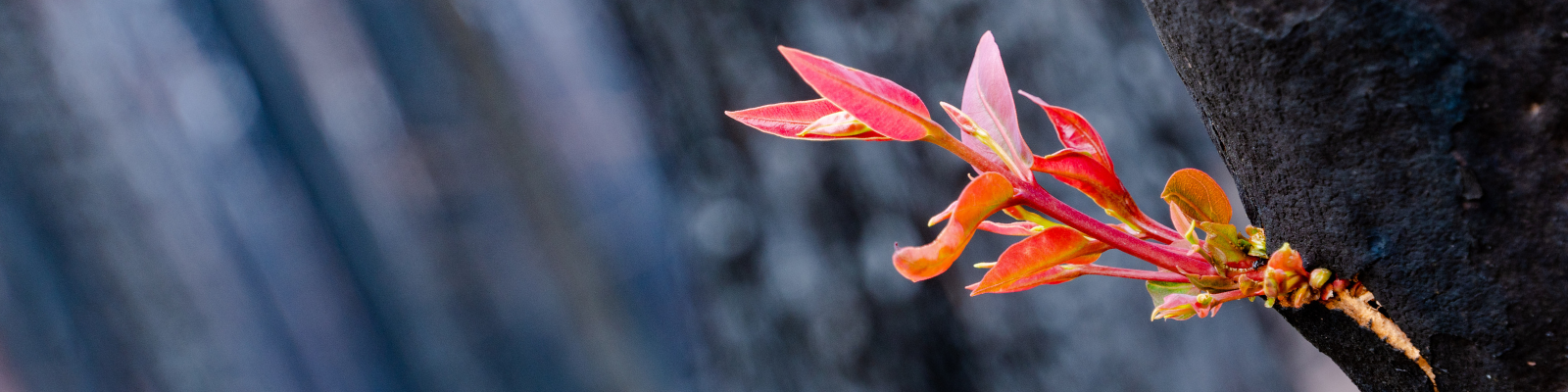 Disaster Relief Program 