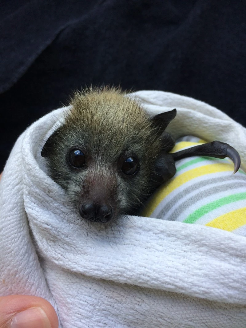 Jaliigirr Biodiversity Alliance