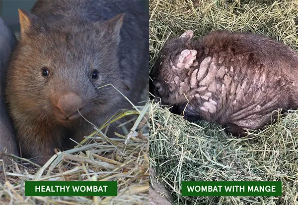 Community Mange Treatment Program