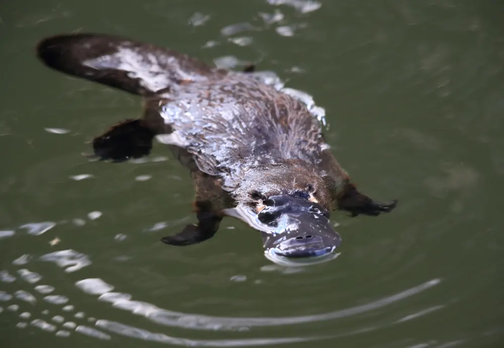 Platypus & Plains-wanderer protection