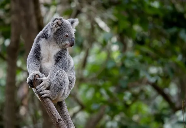 Great Eastern Ranges Partnership