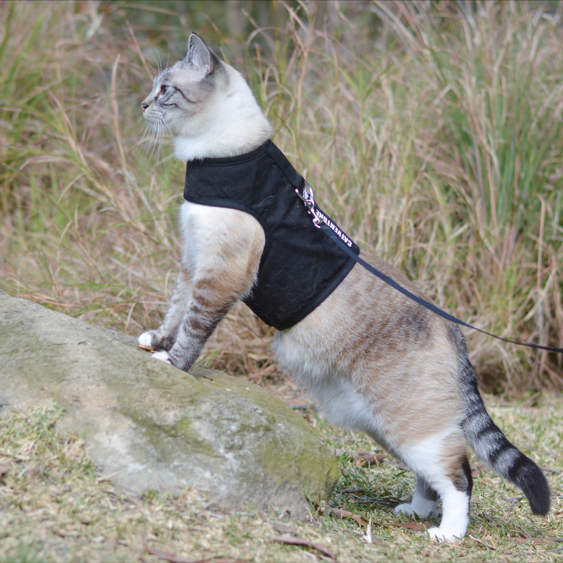 Cat Harness Australia