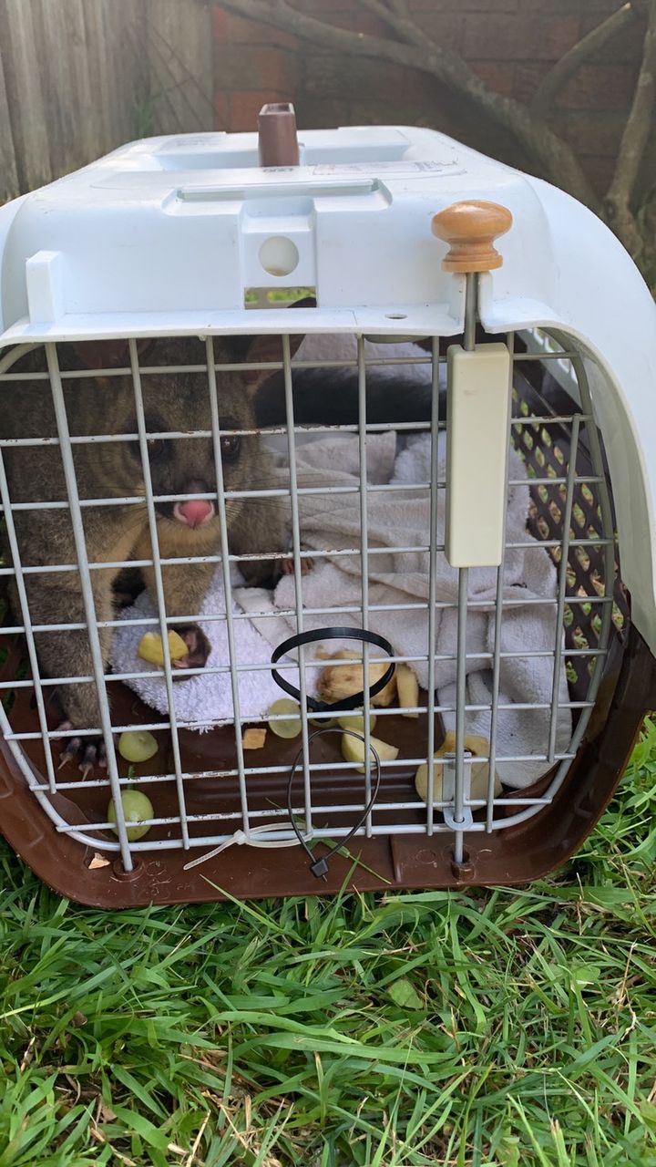 Entangled possum gets a second chance