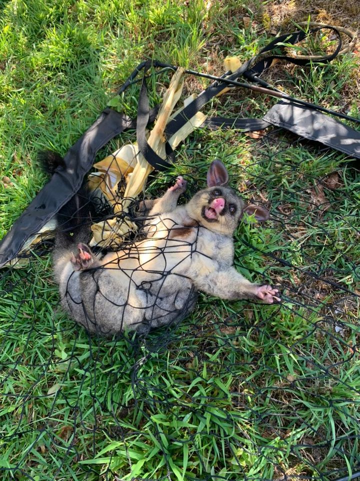 Entangled possum gets a second chance