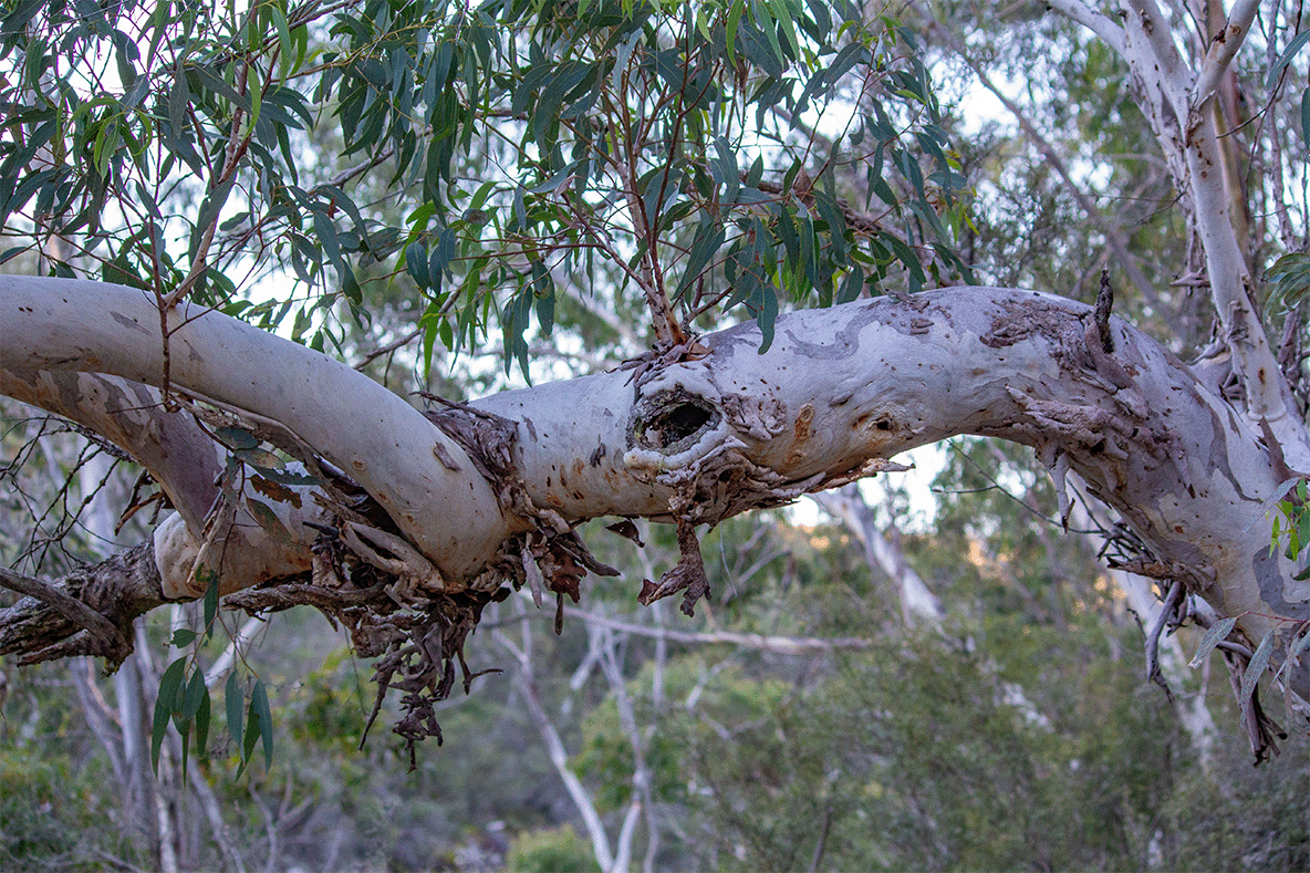 Your support is restoring habitat!