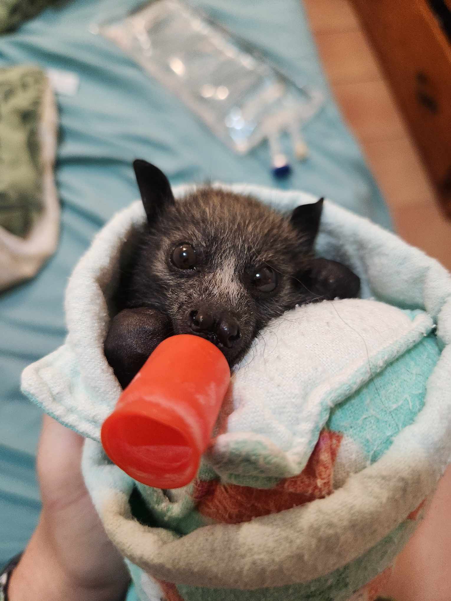 Special update on Flying Fox crisis