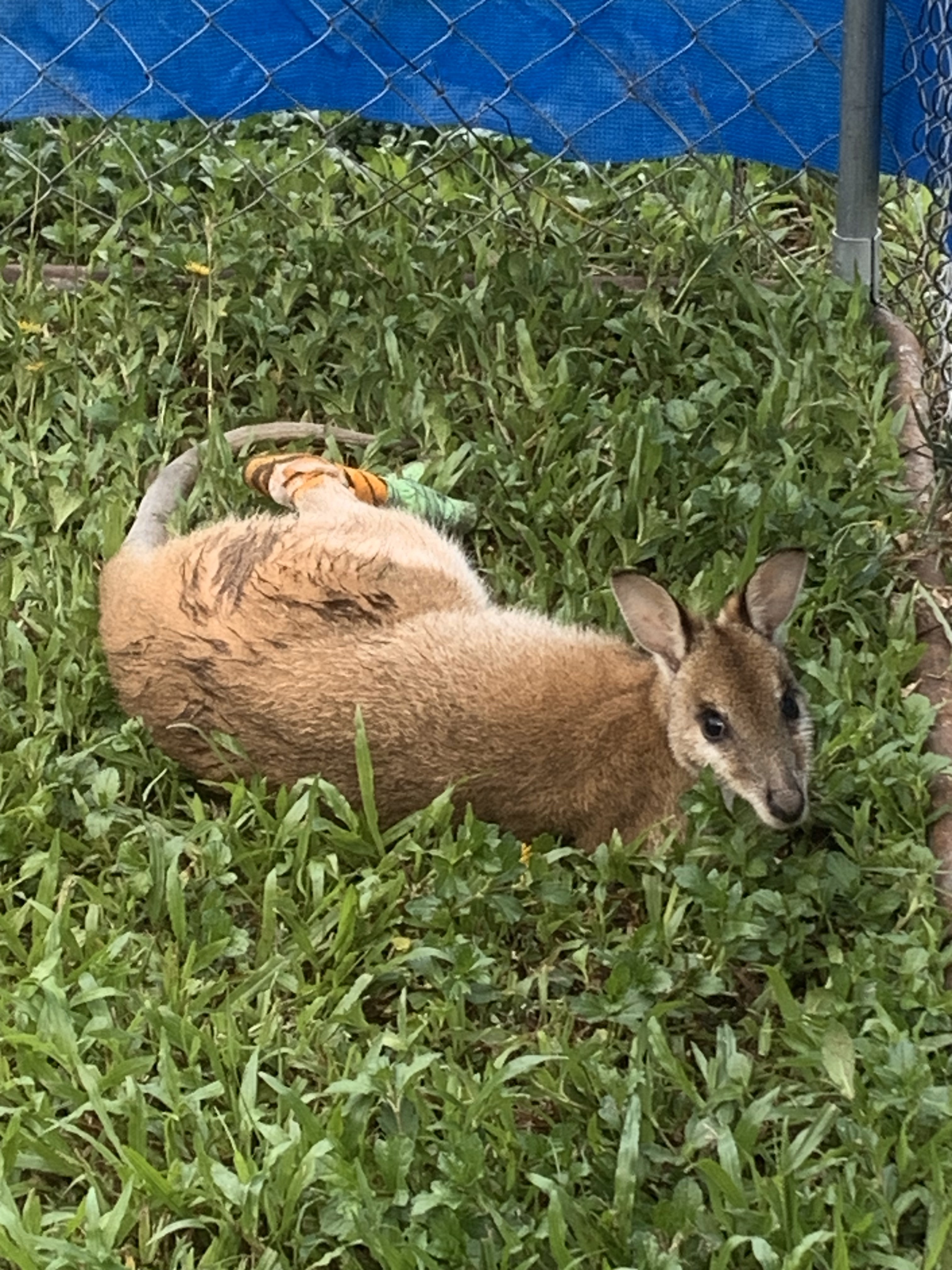 Wildlife aid to save wild lives