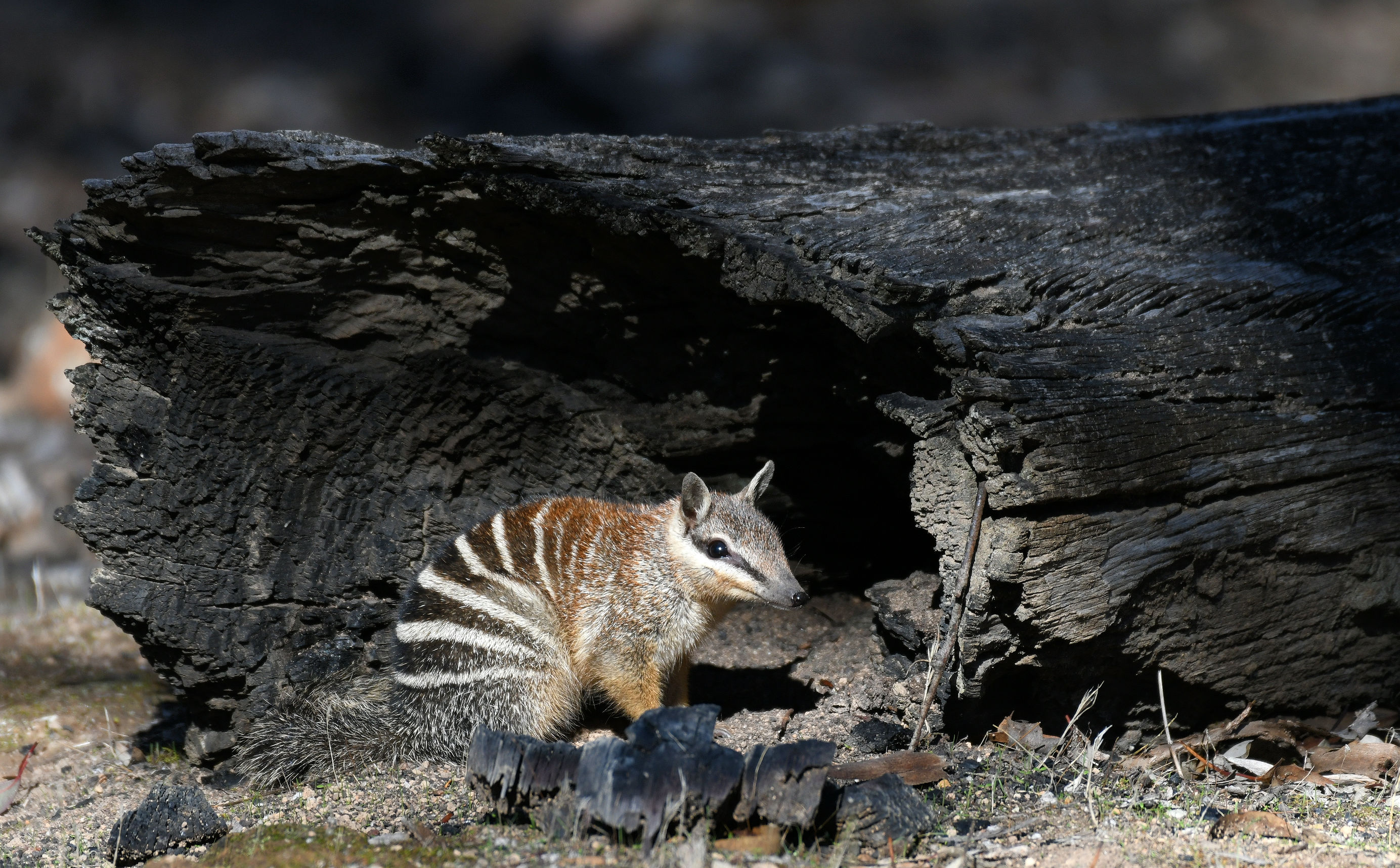 Restoring the lost functions of extinct species