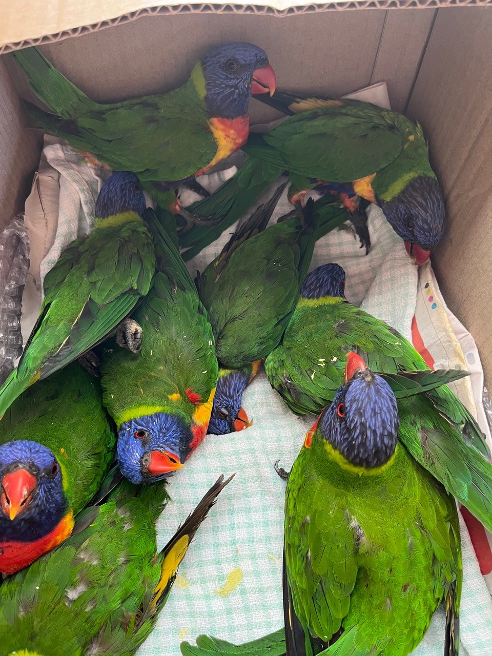 Lorikeet emergency unfolds