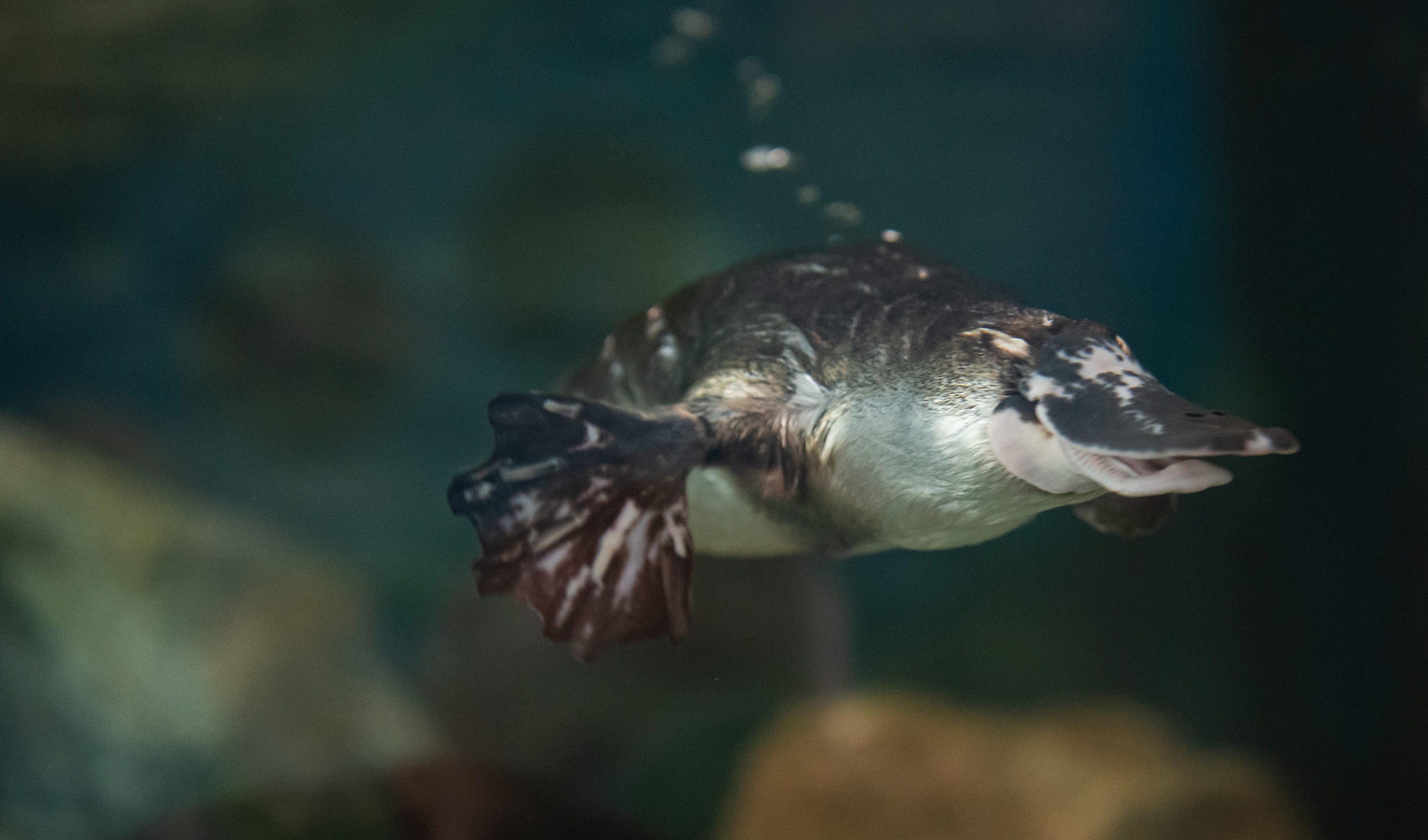 WIRES funded platypus centre provides a lifeline of hope to declining species