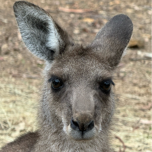 Orphaned Jess now ready for release