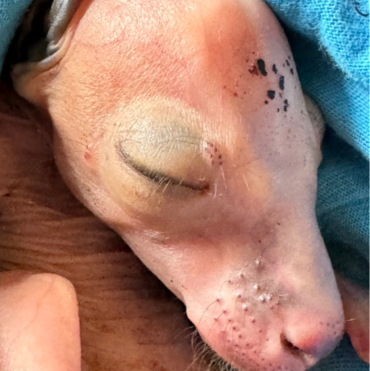 Orphaned Jess now ready for release