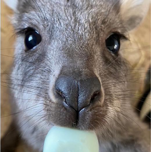 Orphaned Jess now ready for release