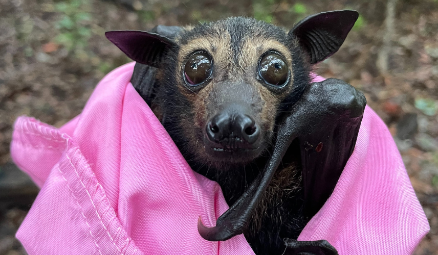 WIRES provides urgent triage for Flying Fox emergency