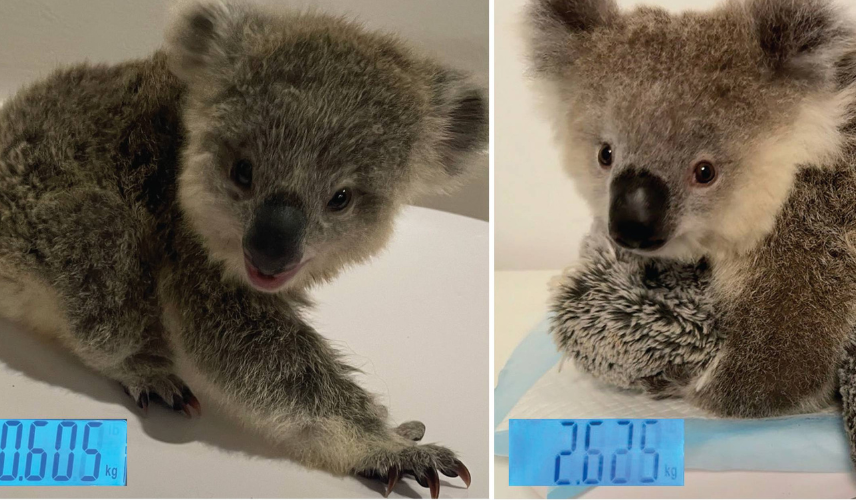 What a difference WIRES care makes