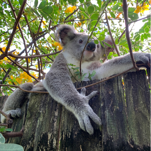 Displaced koala receives urgent care