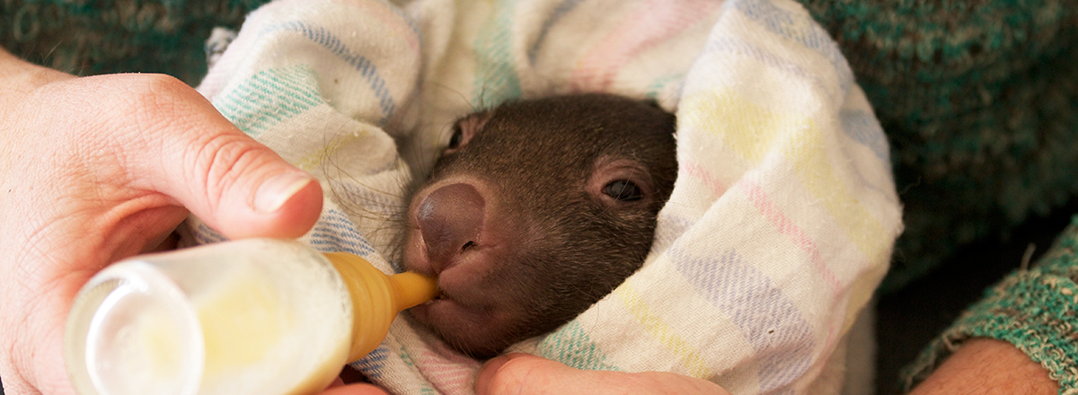 National Parks and Wildlife Service warns of dangers of inappropriate feeding