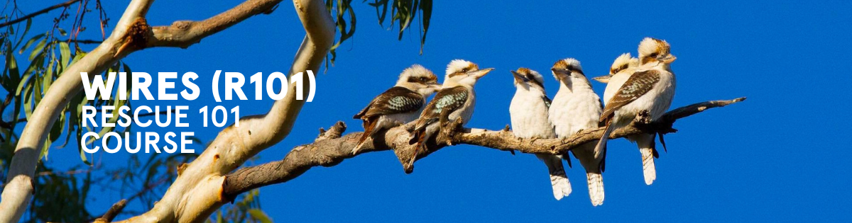 Rescue 101 Enrolment