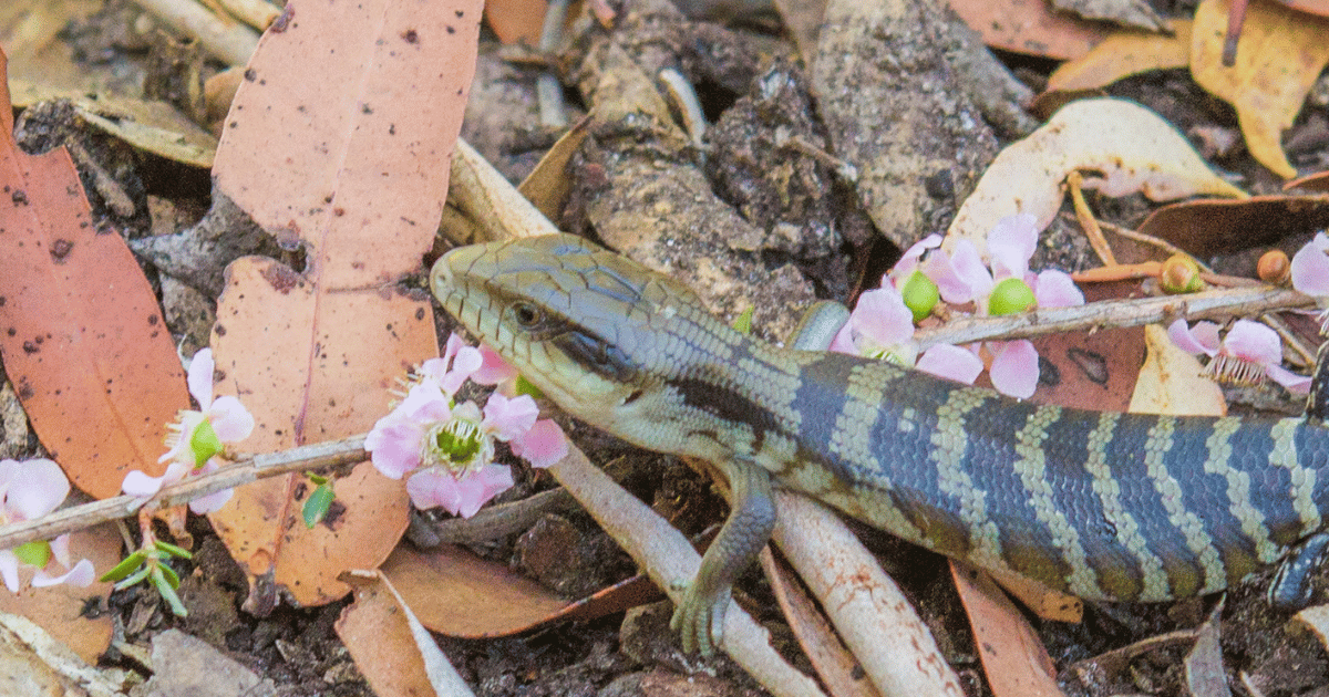 Governance Courses NSW