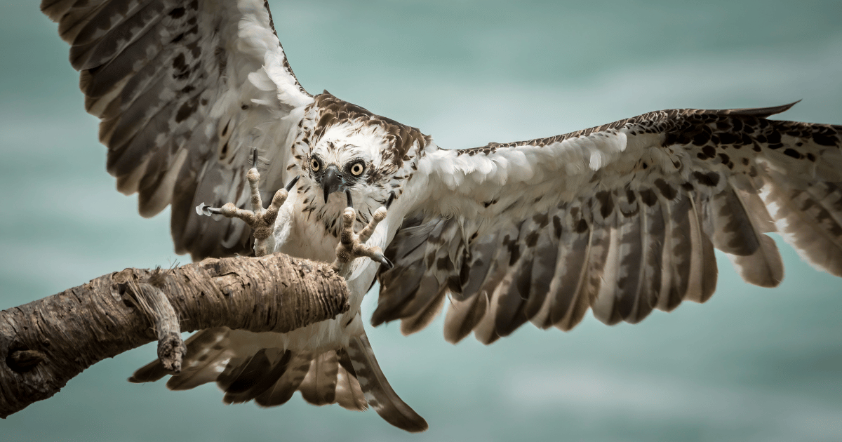 Rescue and Immediate Care Course