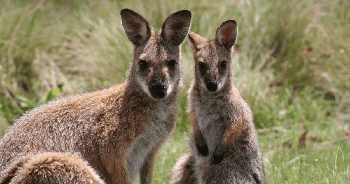 Rescue and Immediate Care Course