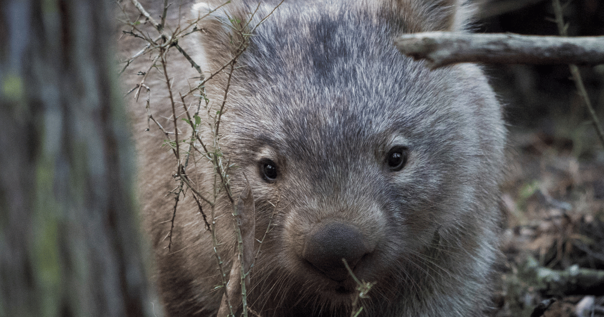 Rescue and Immediate Care Course