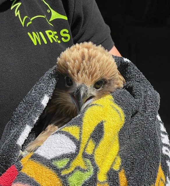 Rescue & Immediate Care Enrolment