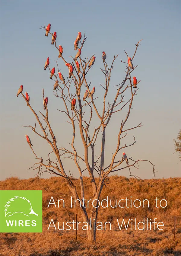 Free Community Course 