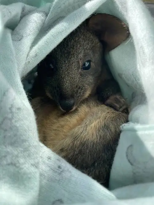Wildlife Training Tasmania