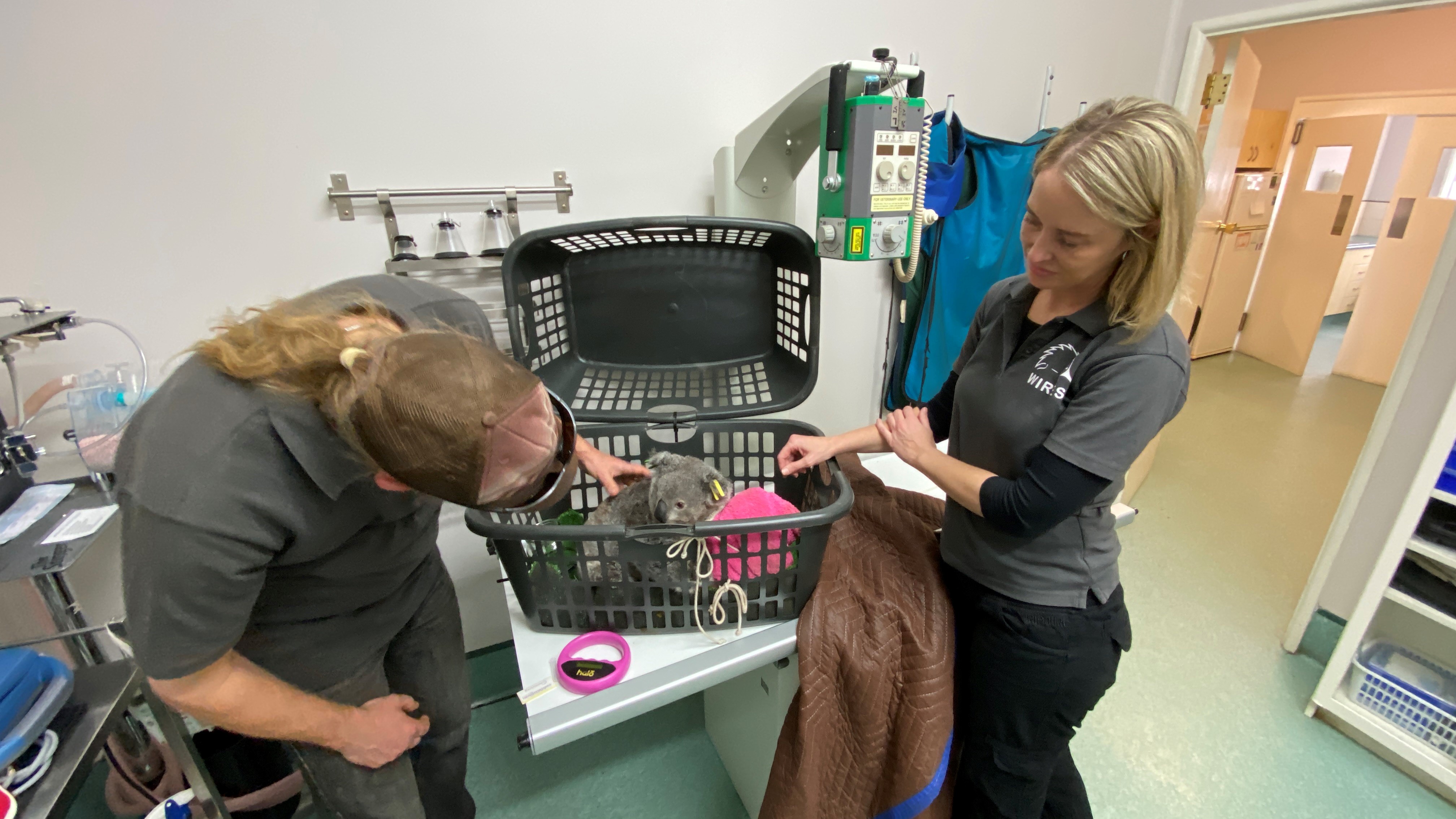 WIRES Veterinary Training Hub