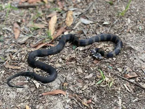 Advanced Species Courses