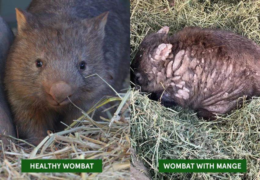 Mange Treatment Programs