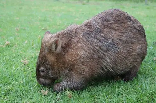 Mange Treatment Programs