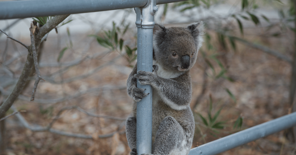 Habitat Loss: A Growing Threat to Wildlife